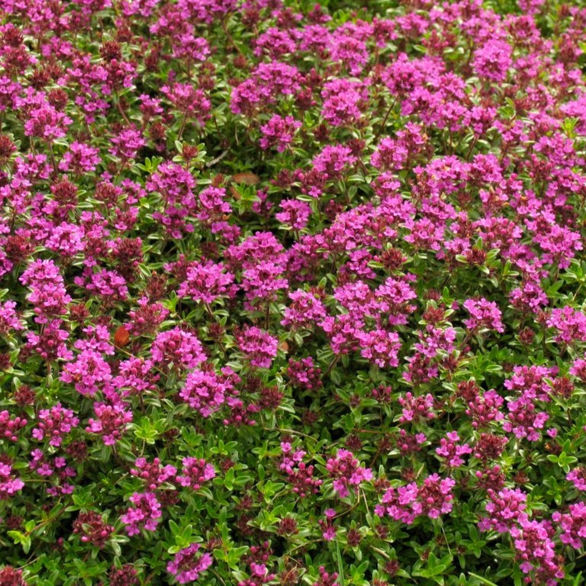 Red Creeping Thyme