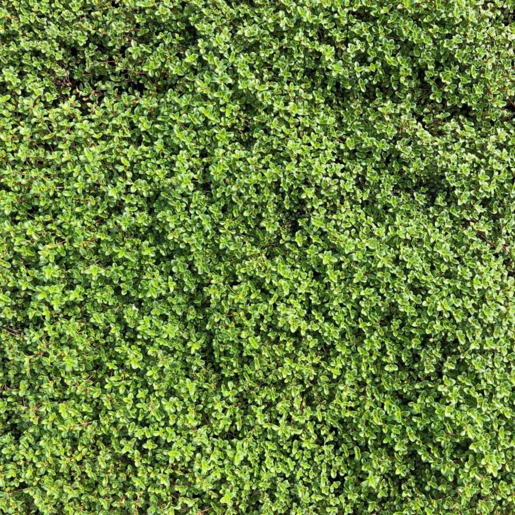 Red Creeping Thyme