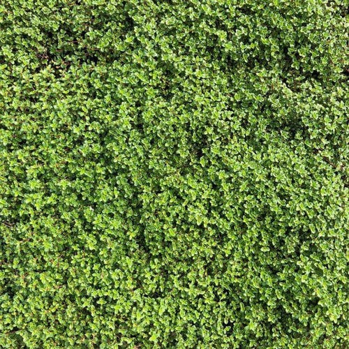 Red Creeping Thyme