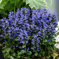 Ajuga Blueberry Muffin