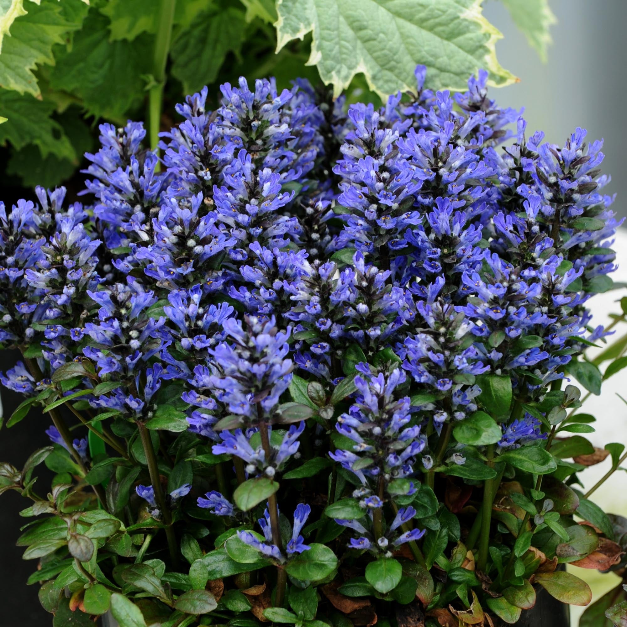 Ajuga Blueberry Muffin