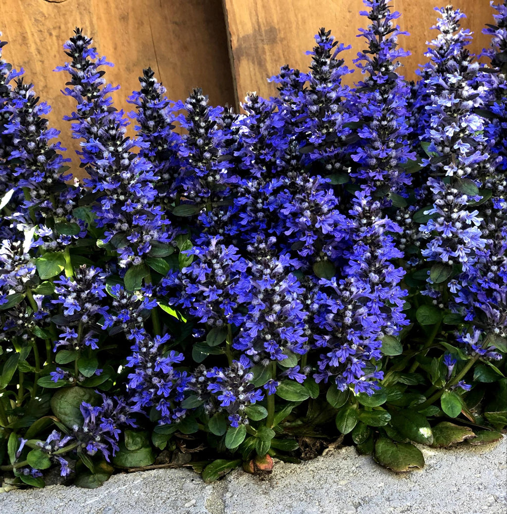 Ajuga Blueberry Muffin