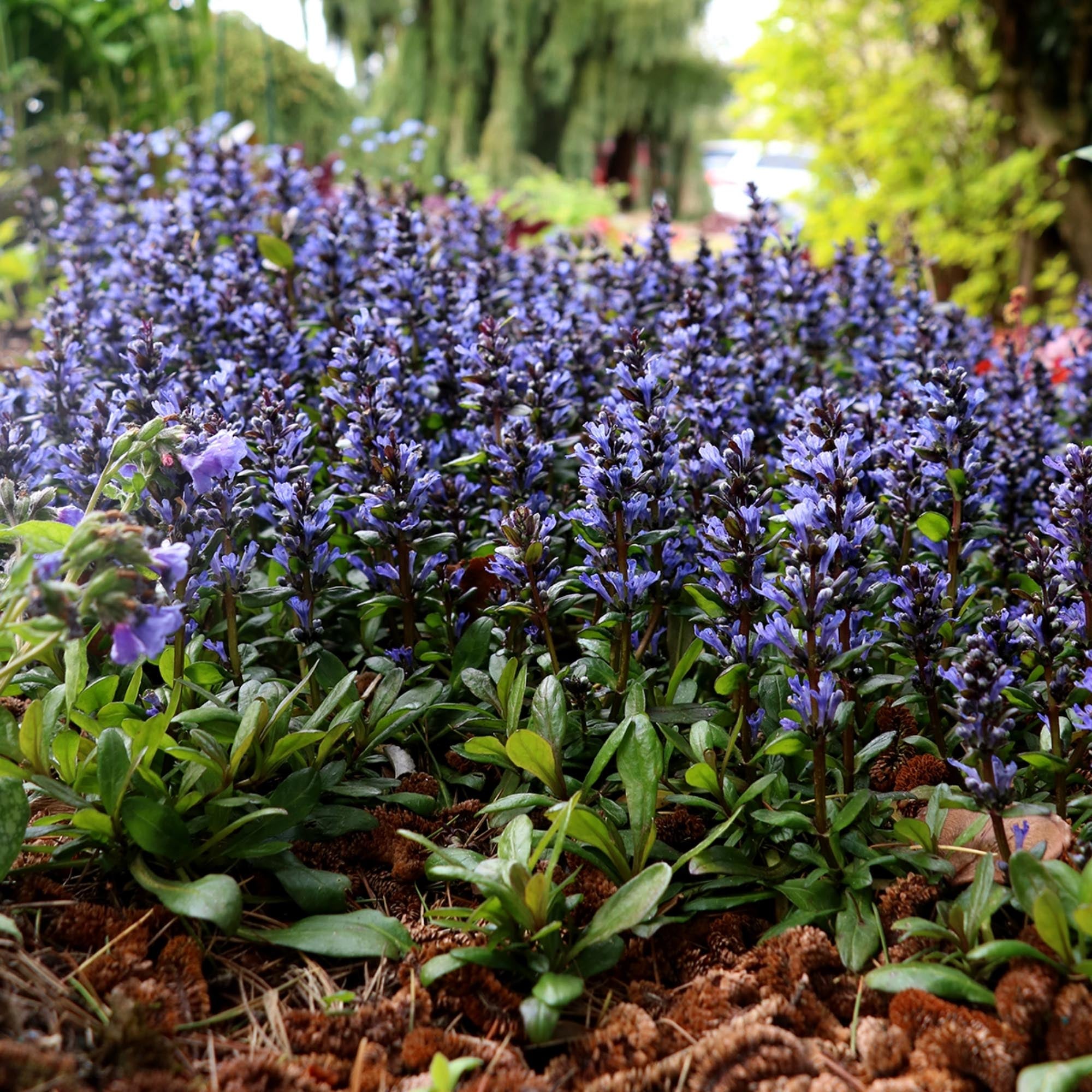 Ajuga Blueberry Muffin
