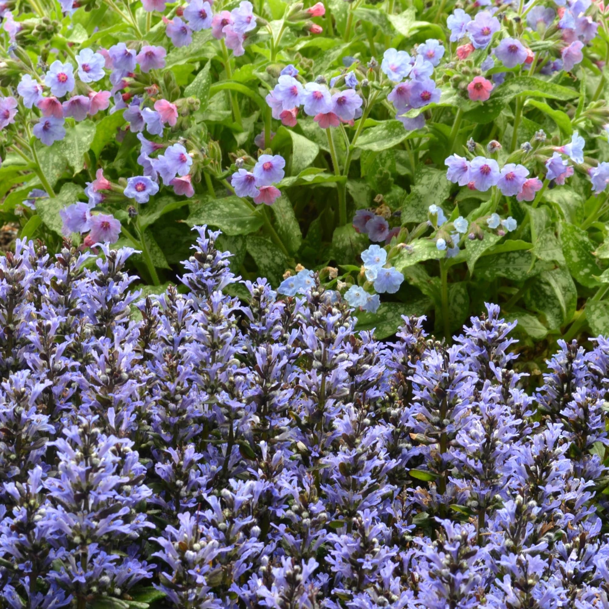 Ajuga Blueberry Muffin