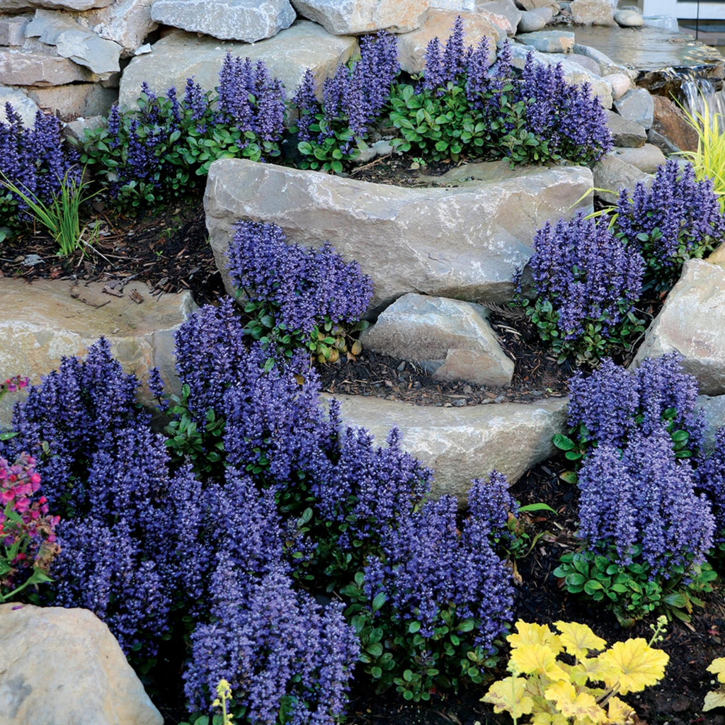 Ajuga Blueberry Muffin