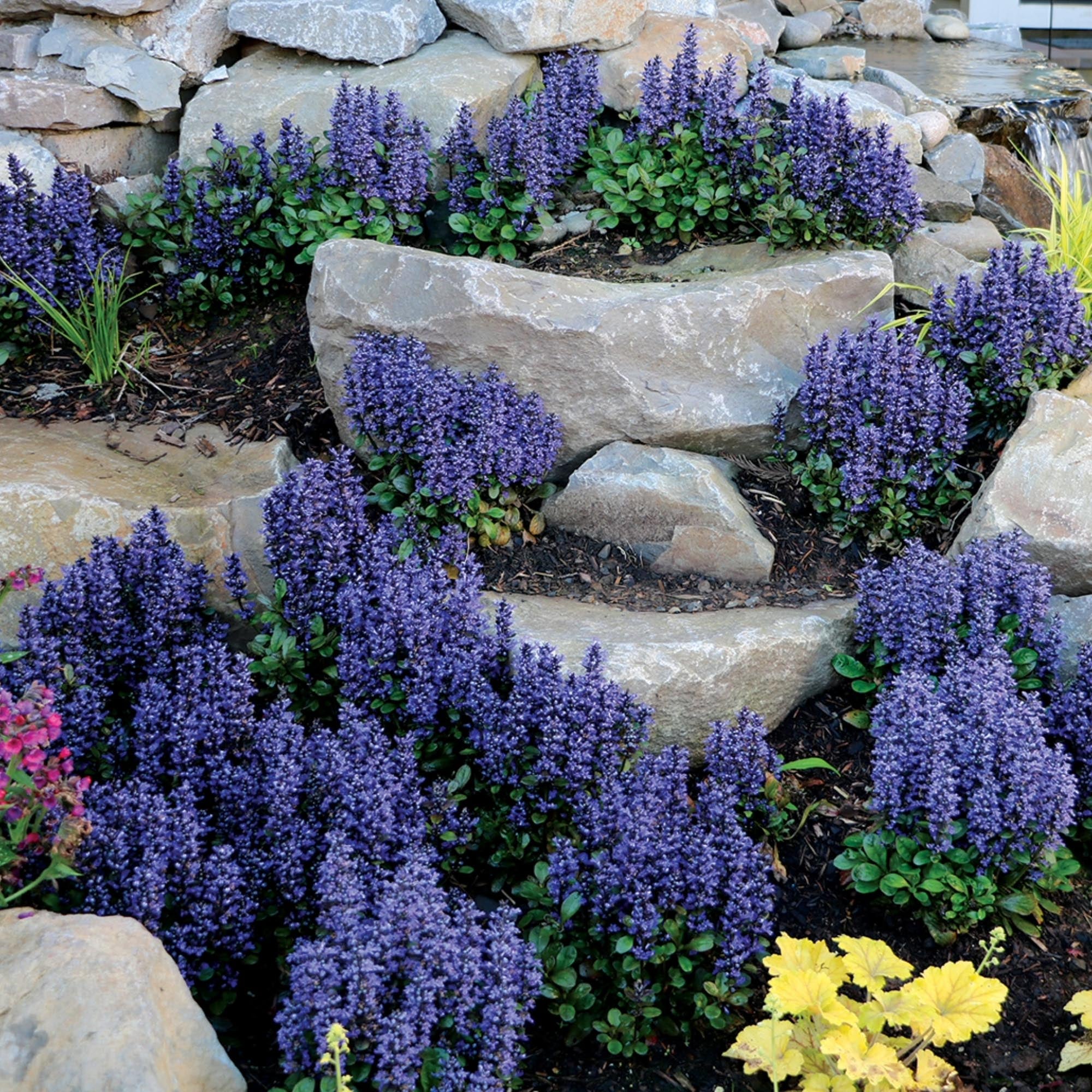 Ajuga Blueberry Muffin