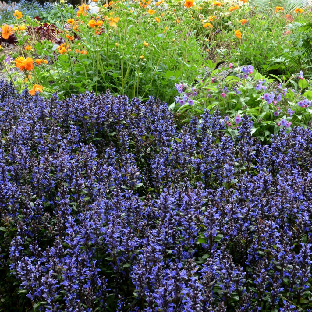 Ajuga Blueberry Muffin