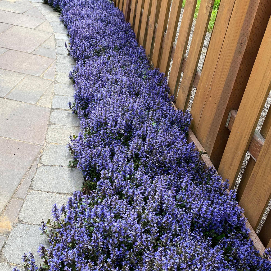 Ajuga Blueberry Muffin
