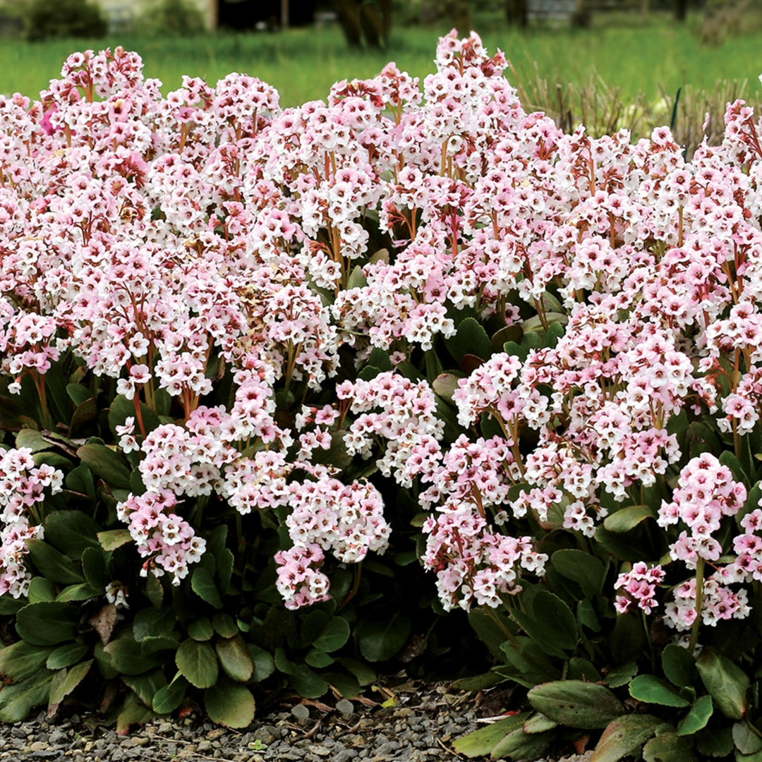 Bergenia Dragonfly™ Angel Kiss