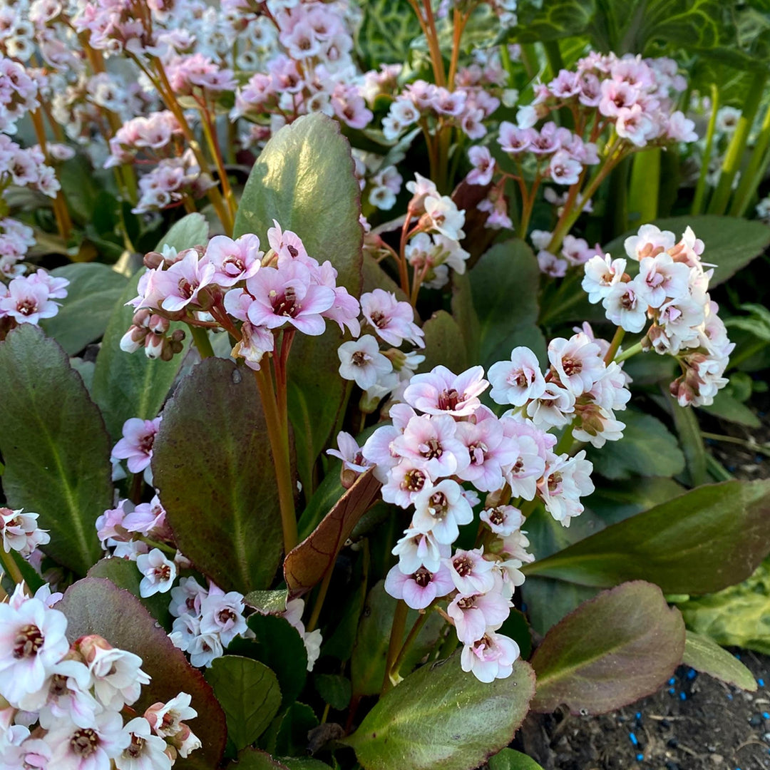 Bergenia Dragonfly™ Angel Kiss