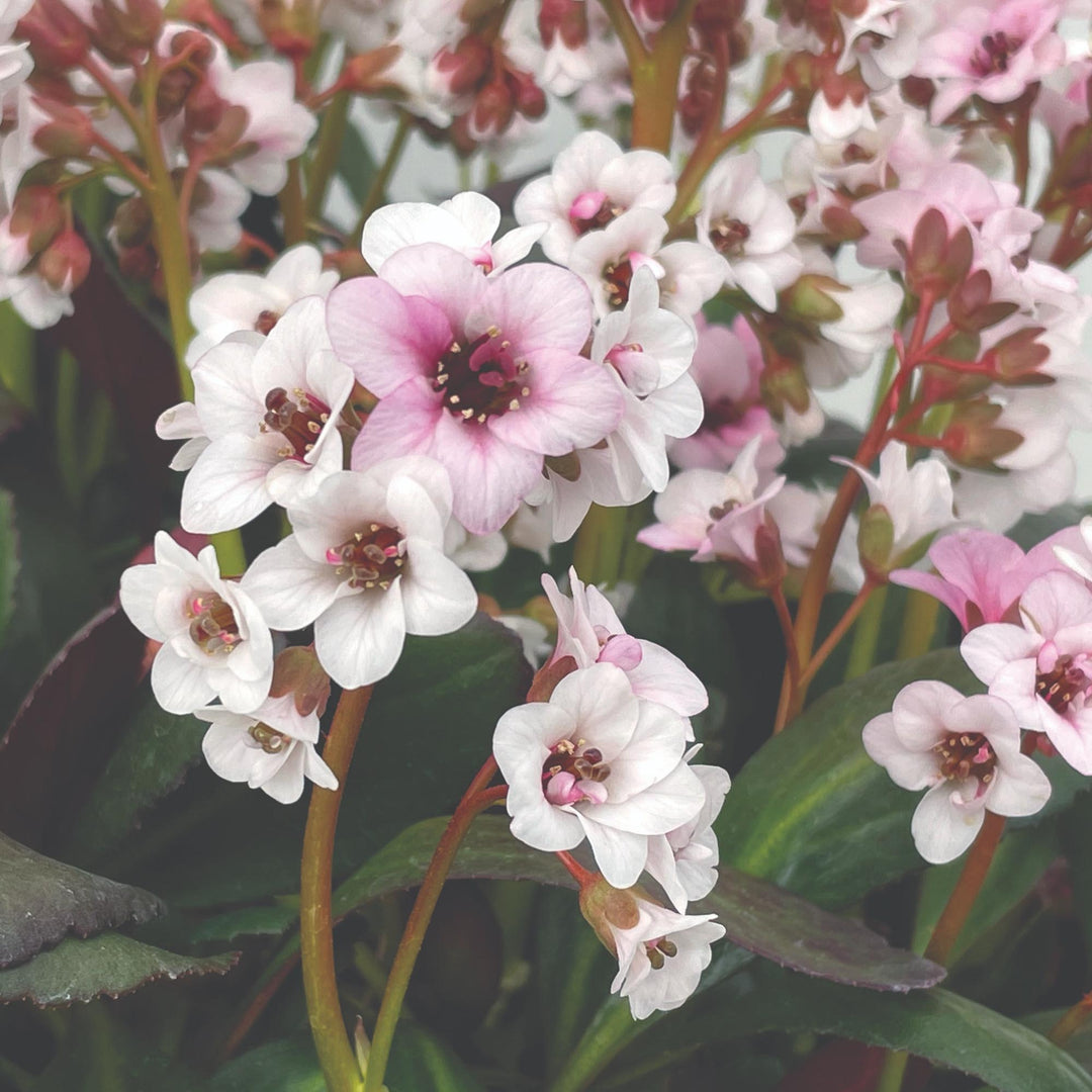 Bergenia Dragonfly™ Angel Kiss