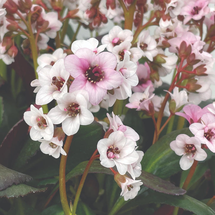 Bergenia Dragonfly™ Angel Kiss