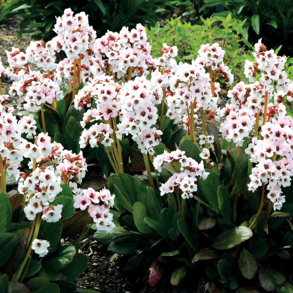 Bergenia Dragonfly™ Angel Kiss