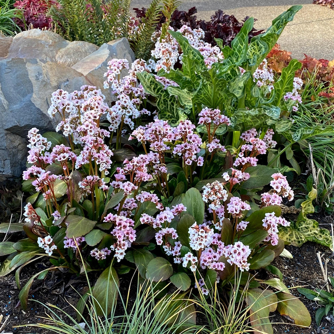 Bergenia Dragonfly™ Angel Kiss