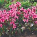 Bergenia Pink Dragonfly™
