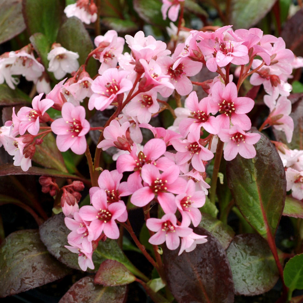 Bergenia Pink Dragonfly™