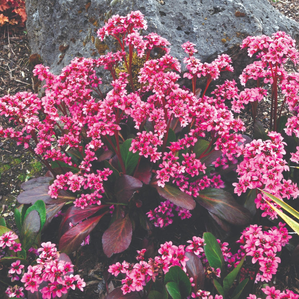 Bergenia Pink Dragonfly™
