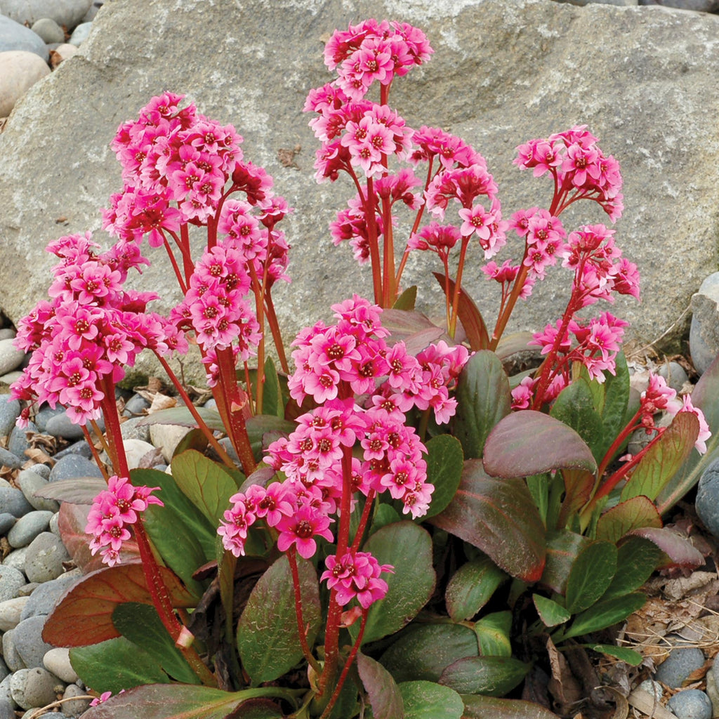 Bergenia Pink Dragonfly™
