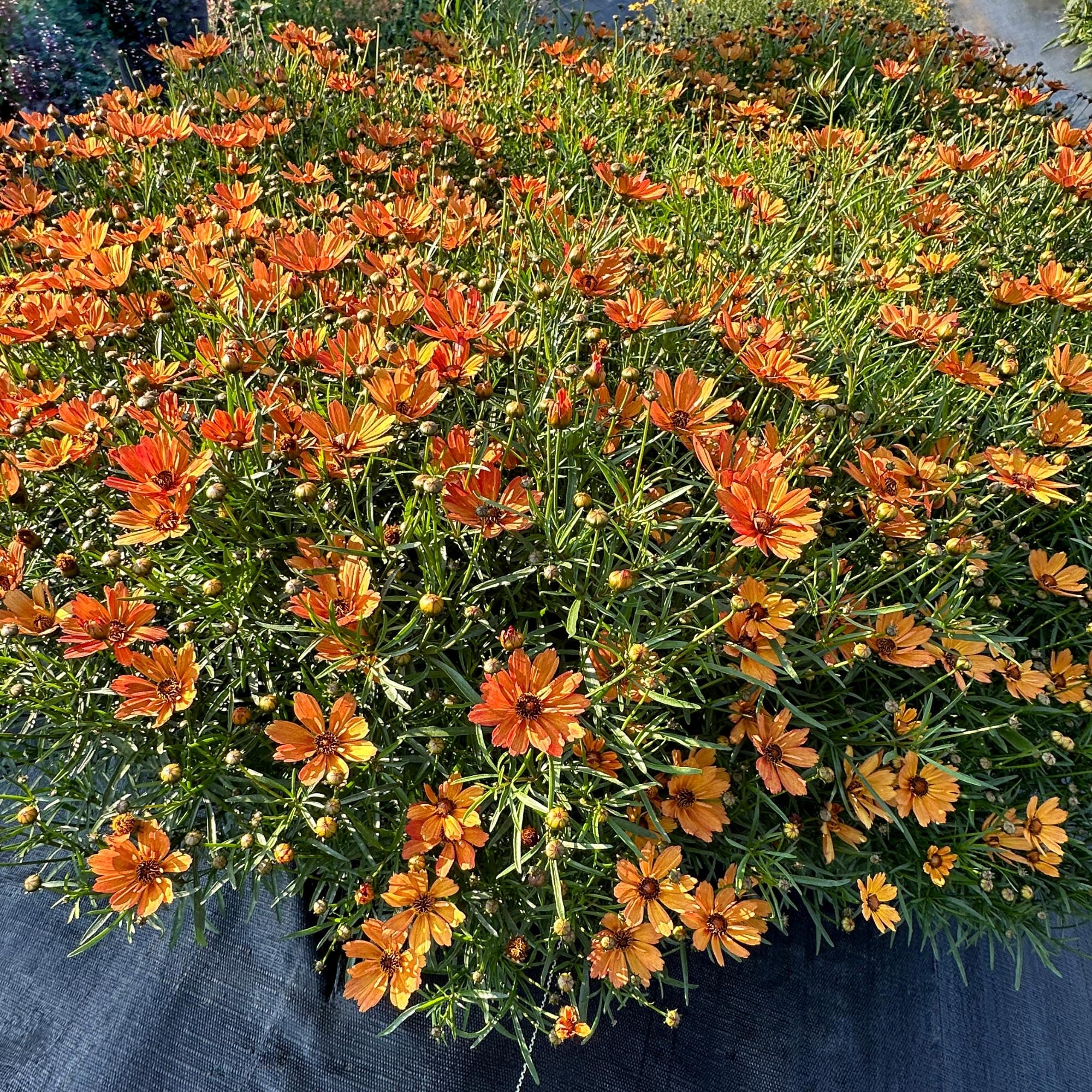 NOVA® Amber