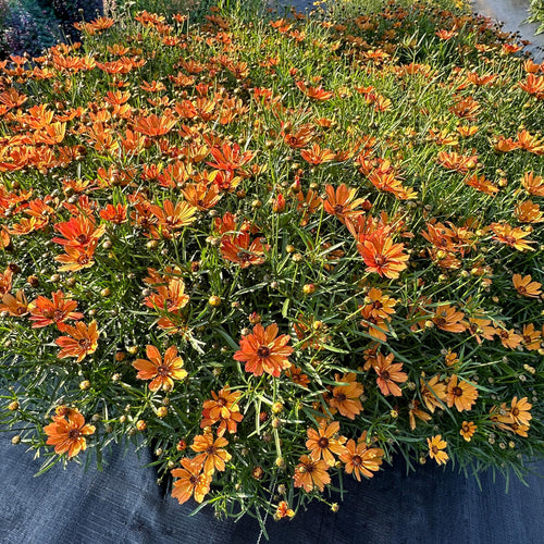 NOVA® Amber