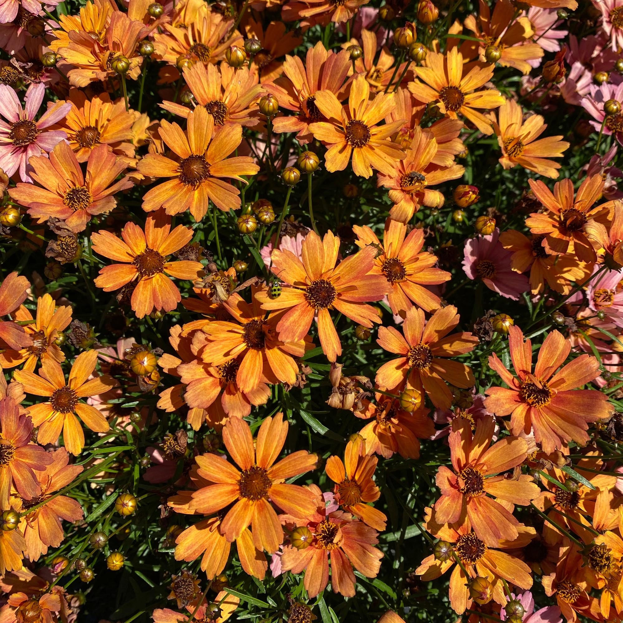 NOVA® Amber