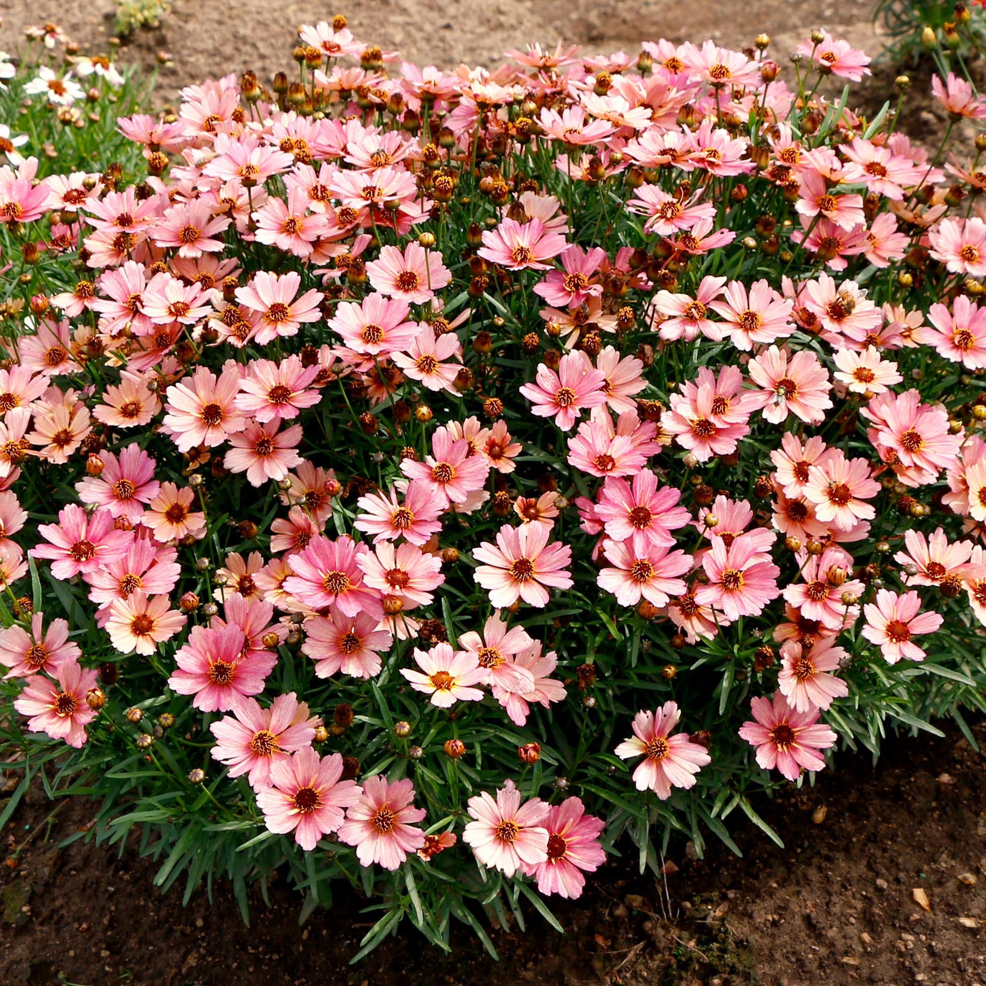 NOVA® Sunstone