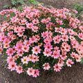 NOVA® Sunstone