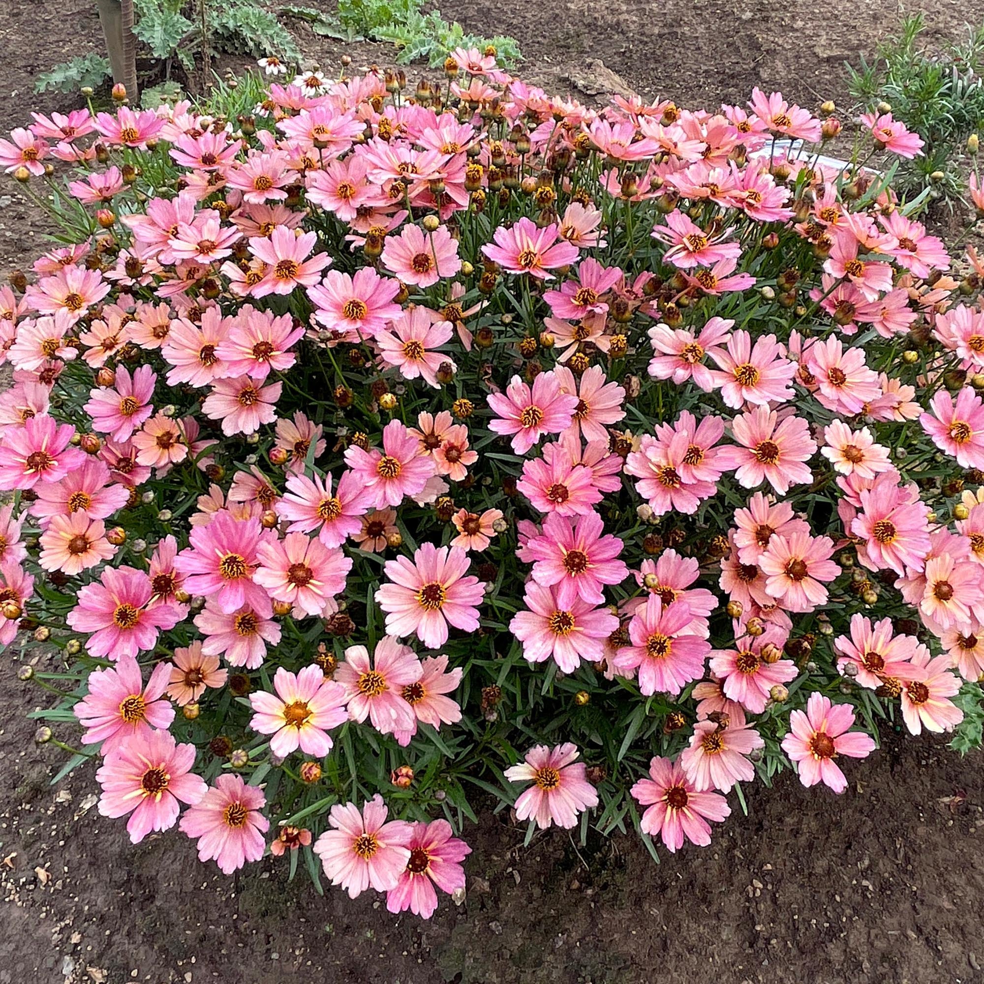 NOVA® Sunstone