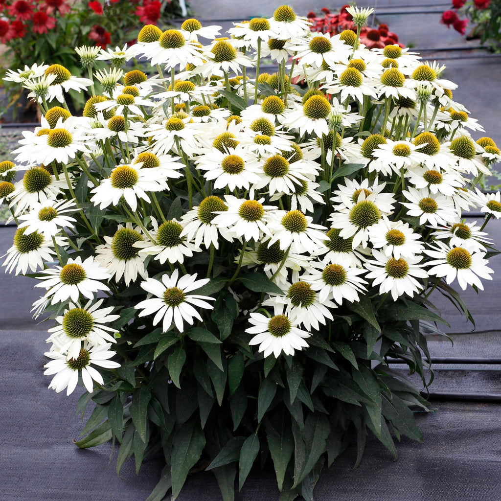 Echinacea KISMET® White