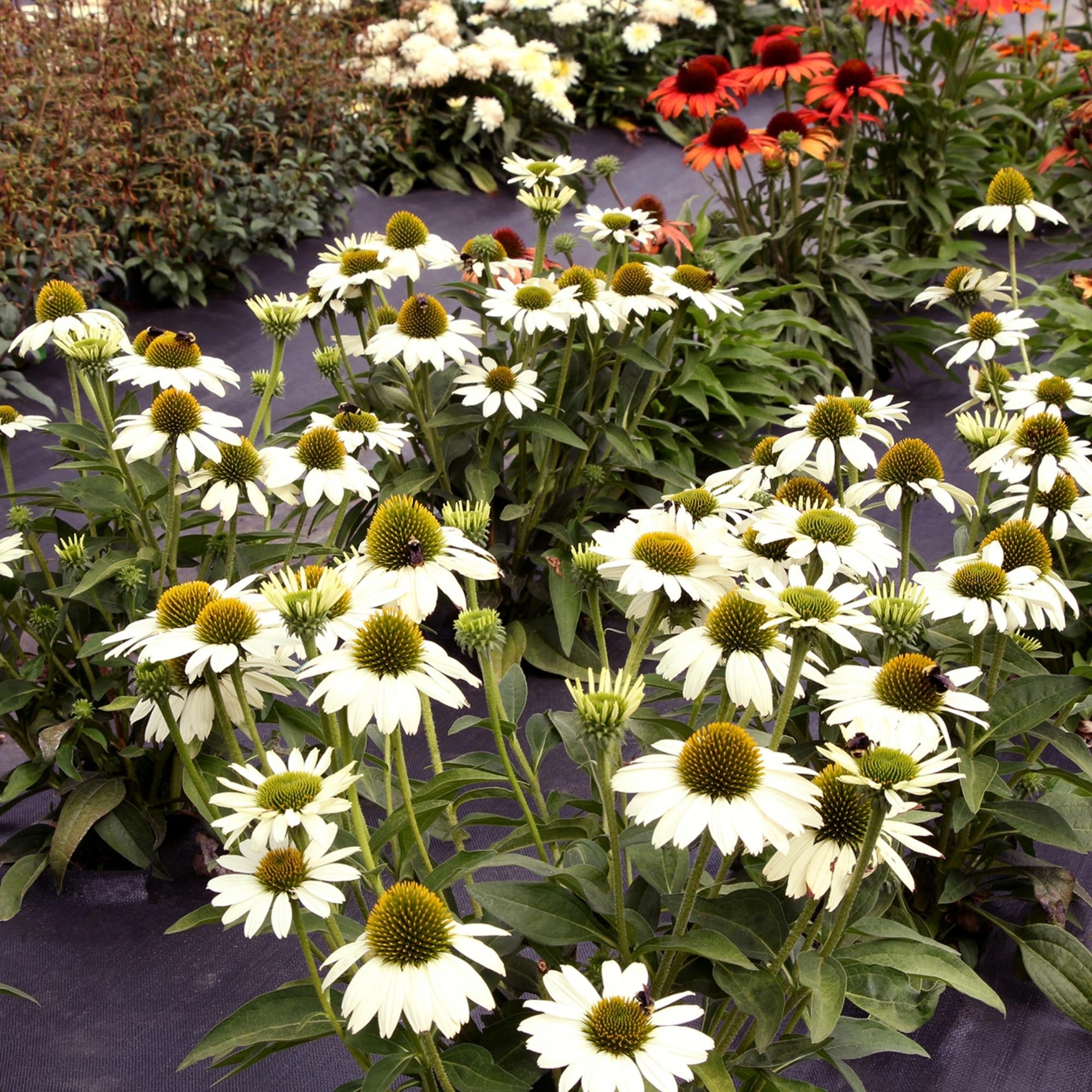 Echinacea KISMET® White