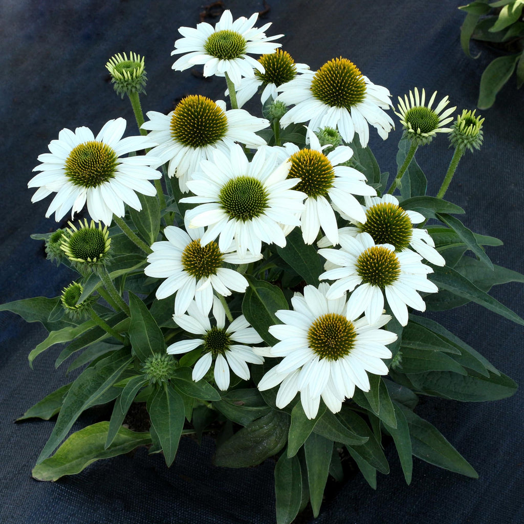 Echinacea KISMET® White