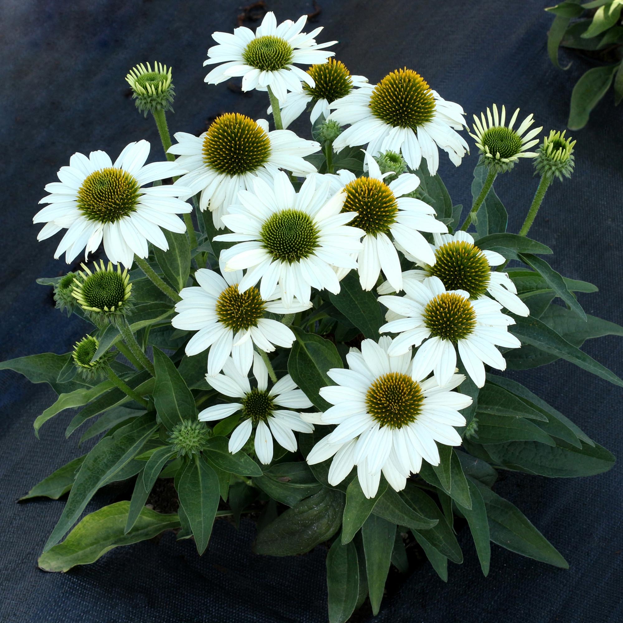 Echinacea KISMET® White