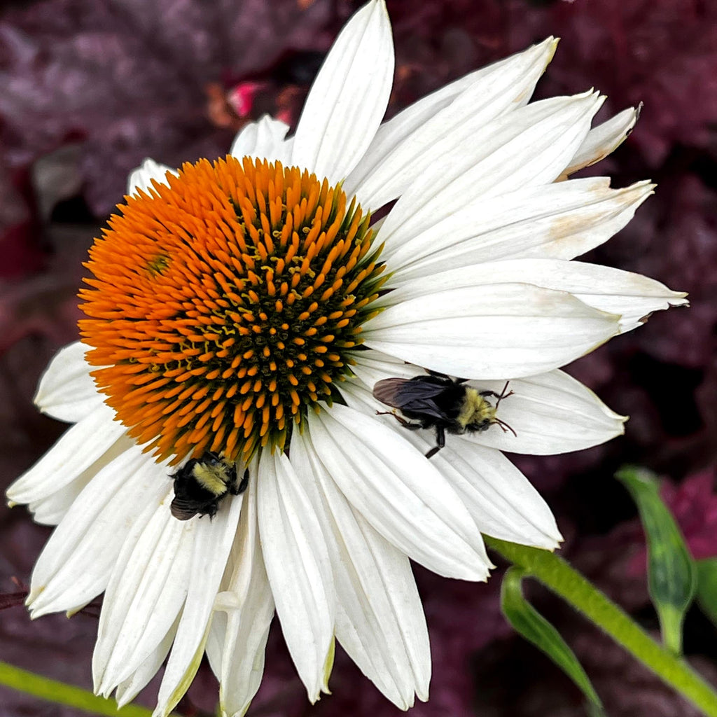 Echinacea KISMET® White