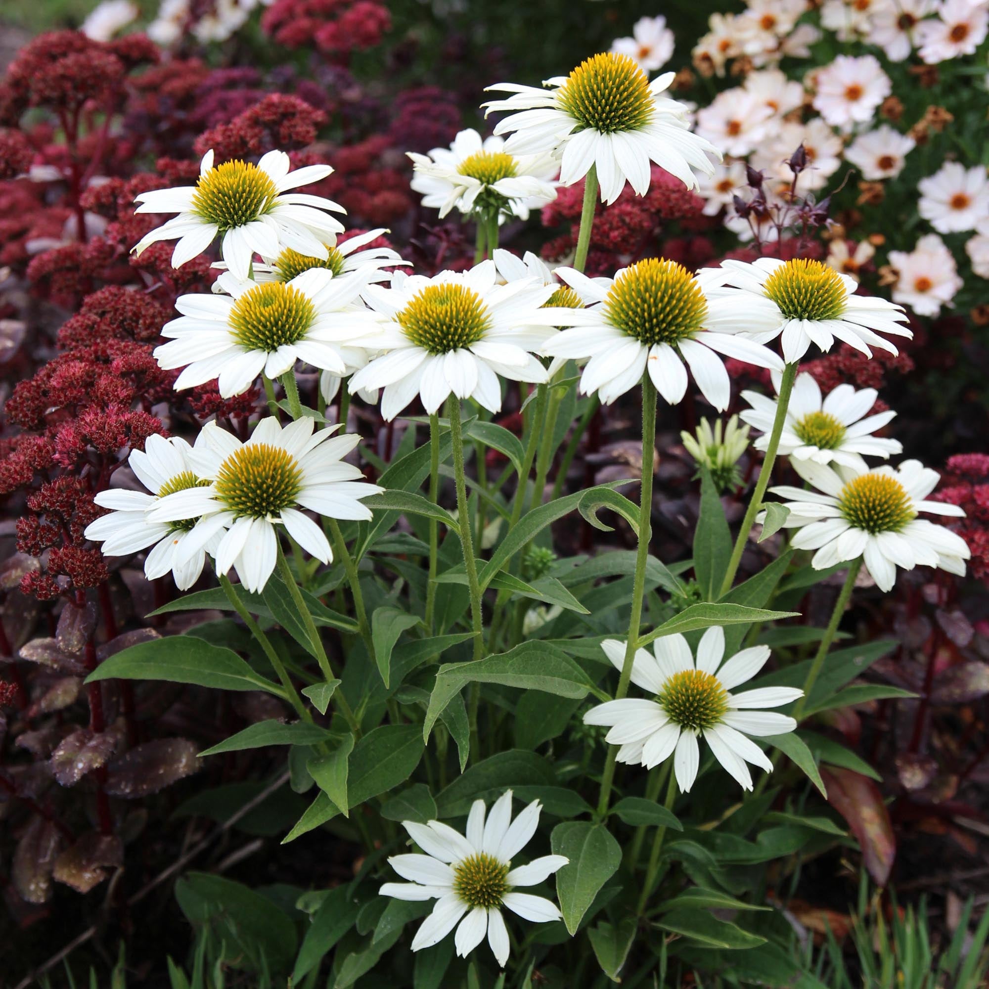 Echinacea KISMET® White