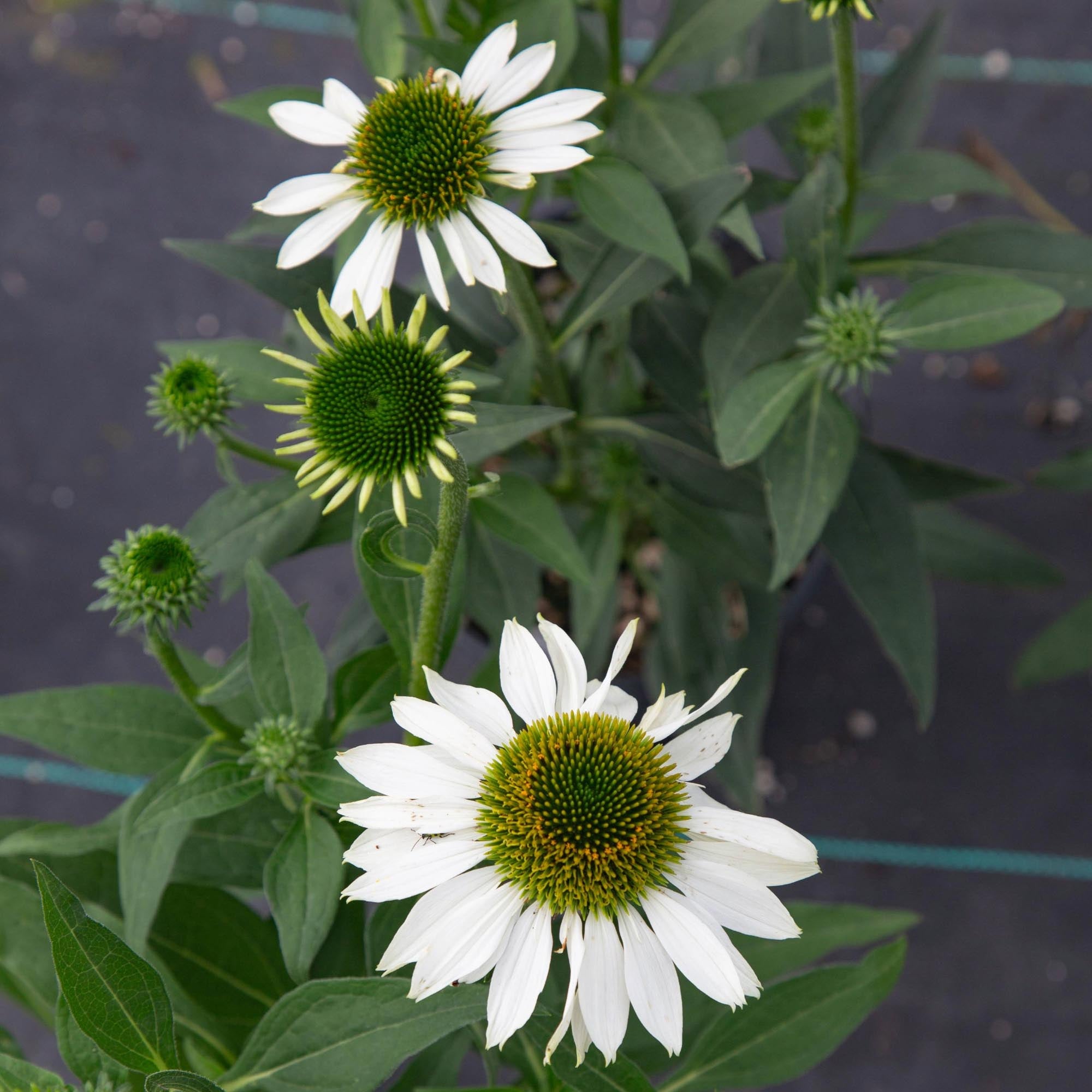 Echinacea KISMET® White
