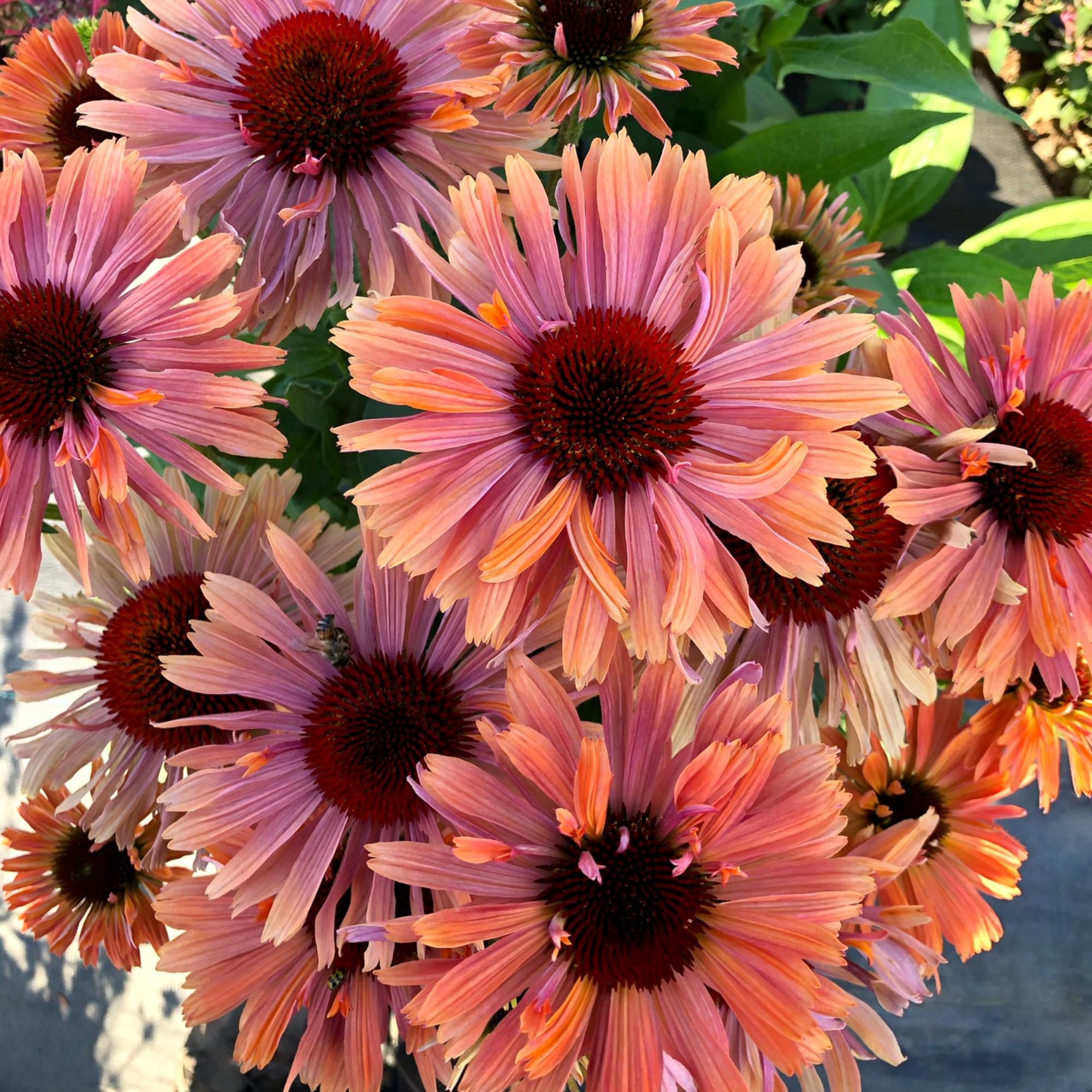 Echinacea FRESCO™ Apricot