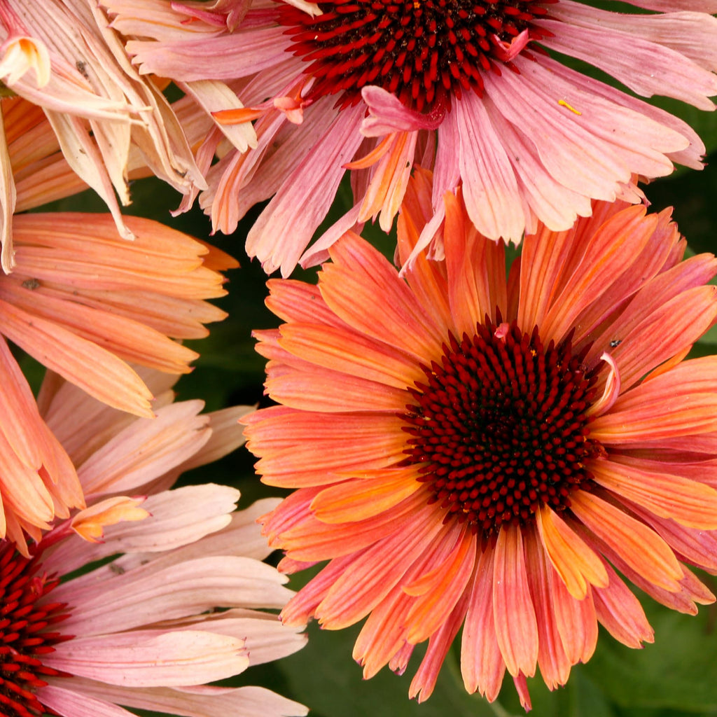 Echinacea FRESCO™ Apricot