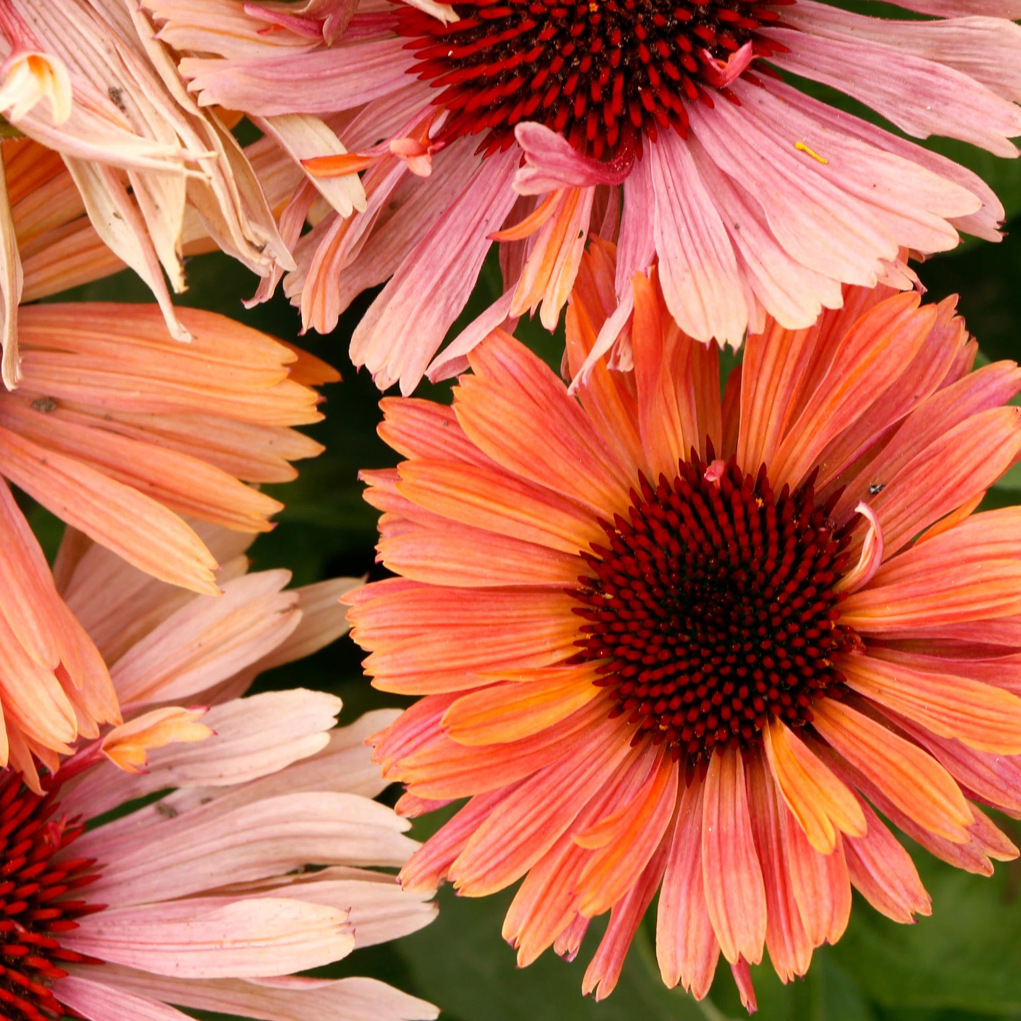 Echinacea FRESCO™ Apricot