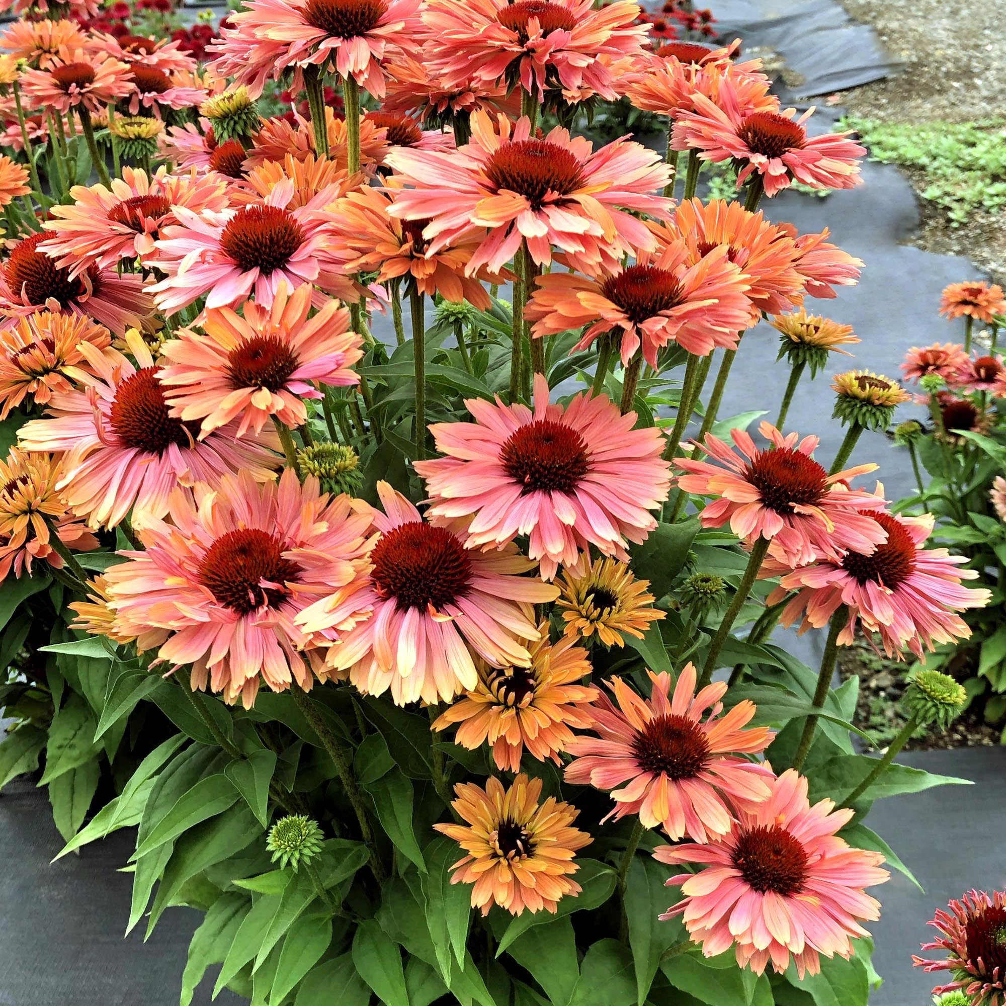 Echinacea FRESCO™ Apricot