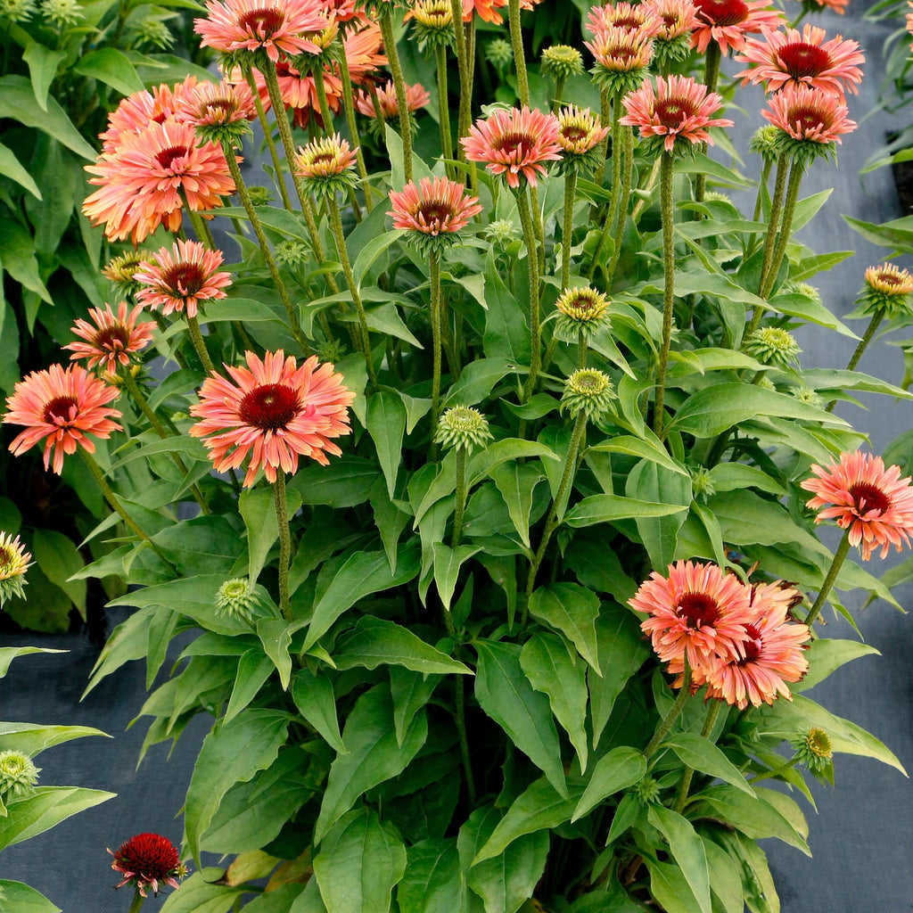 Echinacea FRESCO™ Apricot