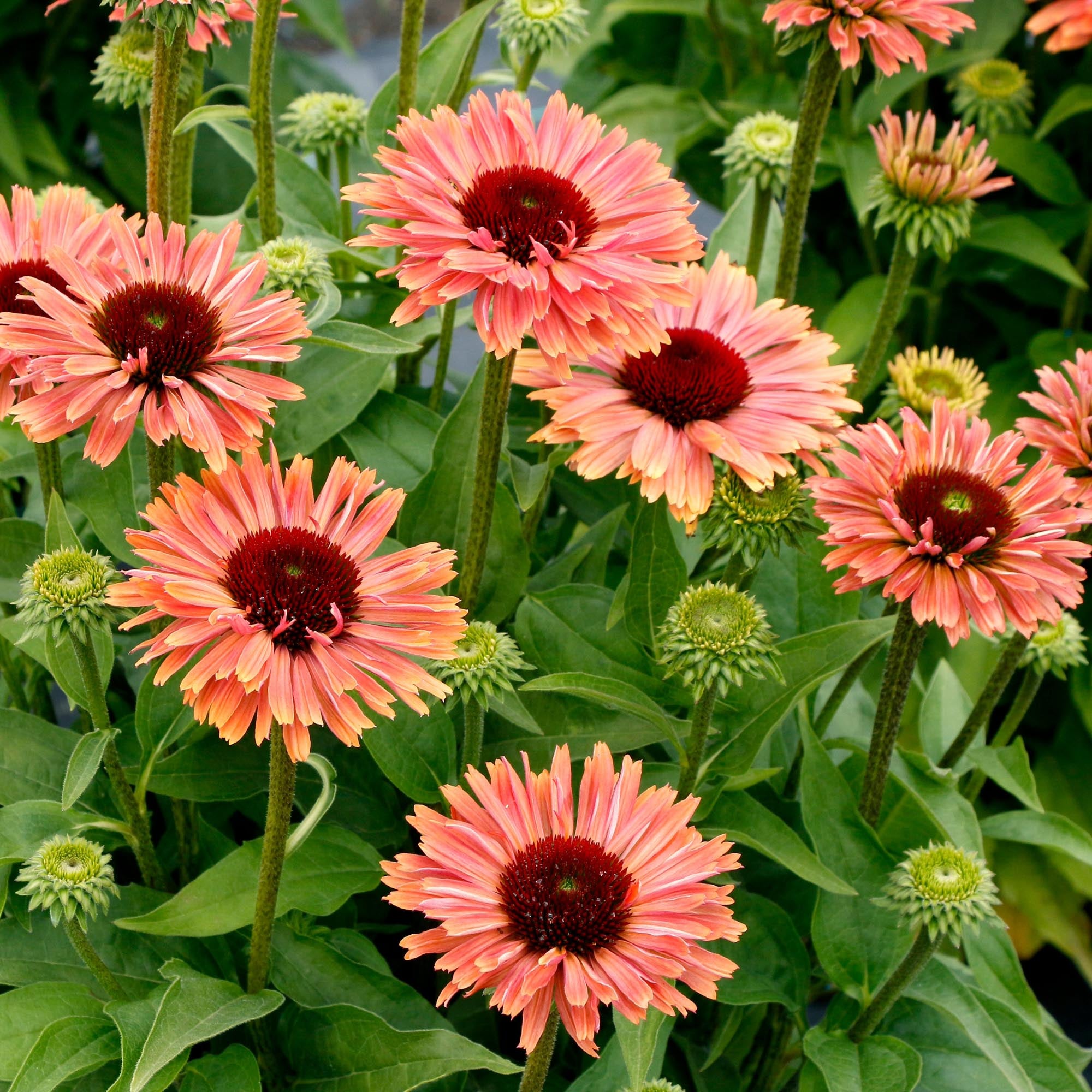 Echinacea FRESCO™ Apricot