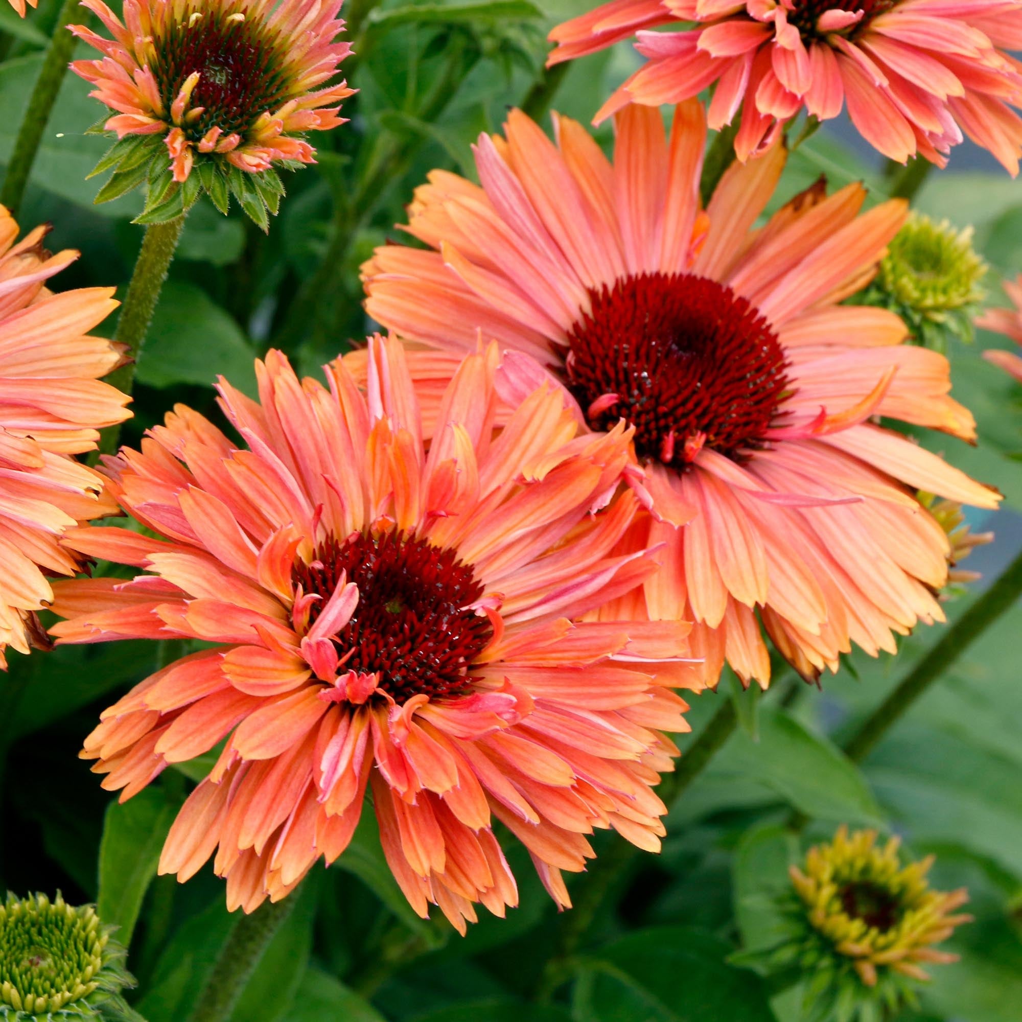 Echinacea FRESCO™ Apricot