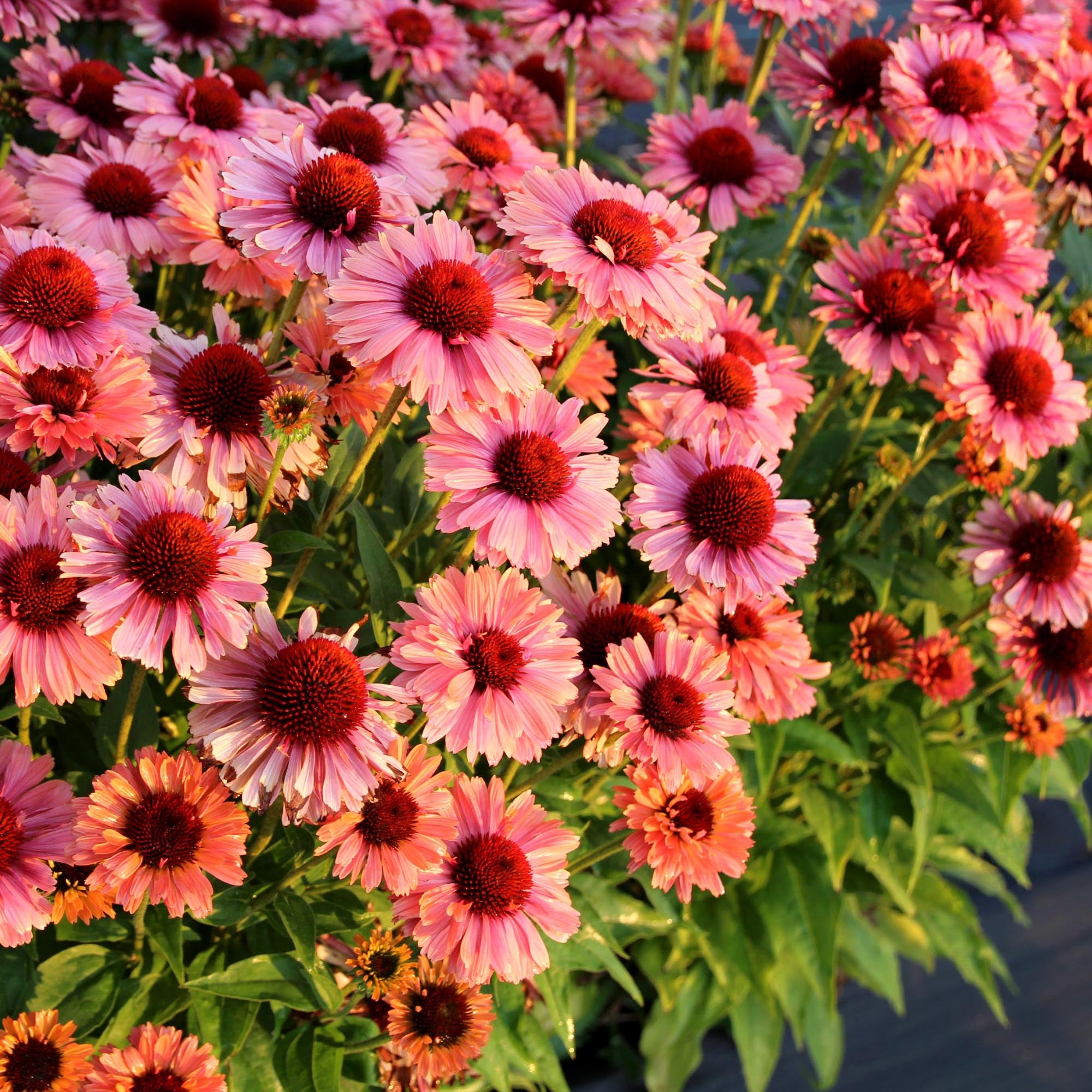 Echinacea FRESCO™ Apricot
