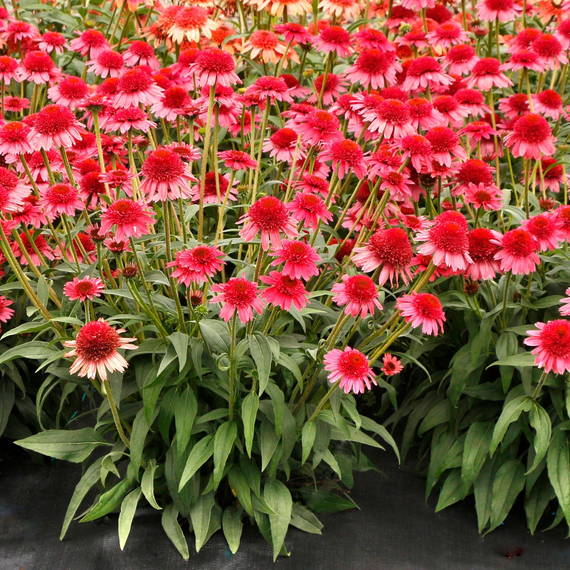 Echinacea Cara Mia™ Carmine