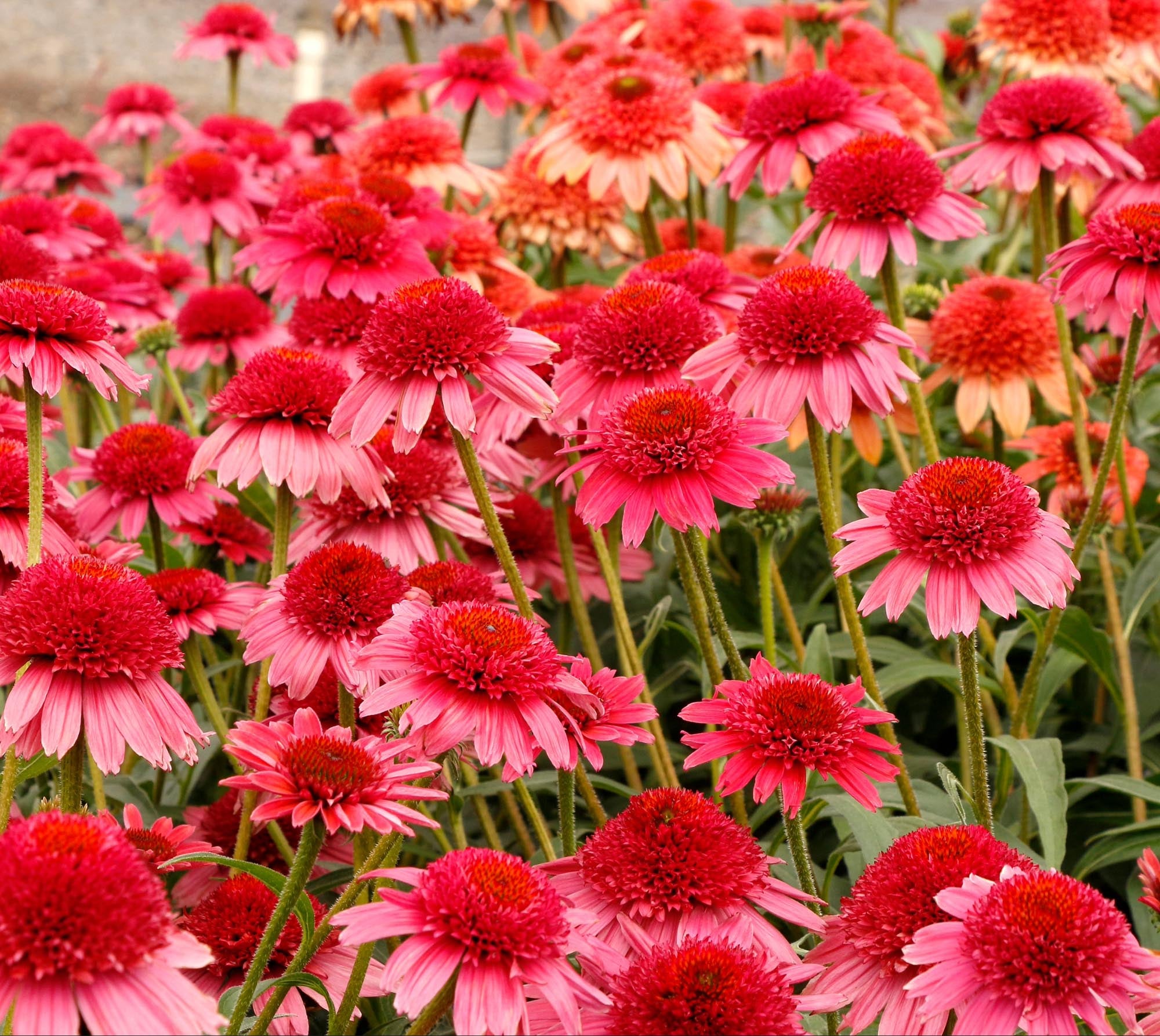Echinacea Cara Mia™ Carmine