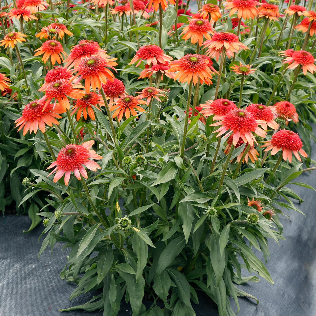 Cara Mia™ Coral