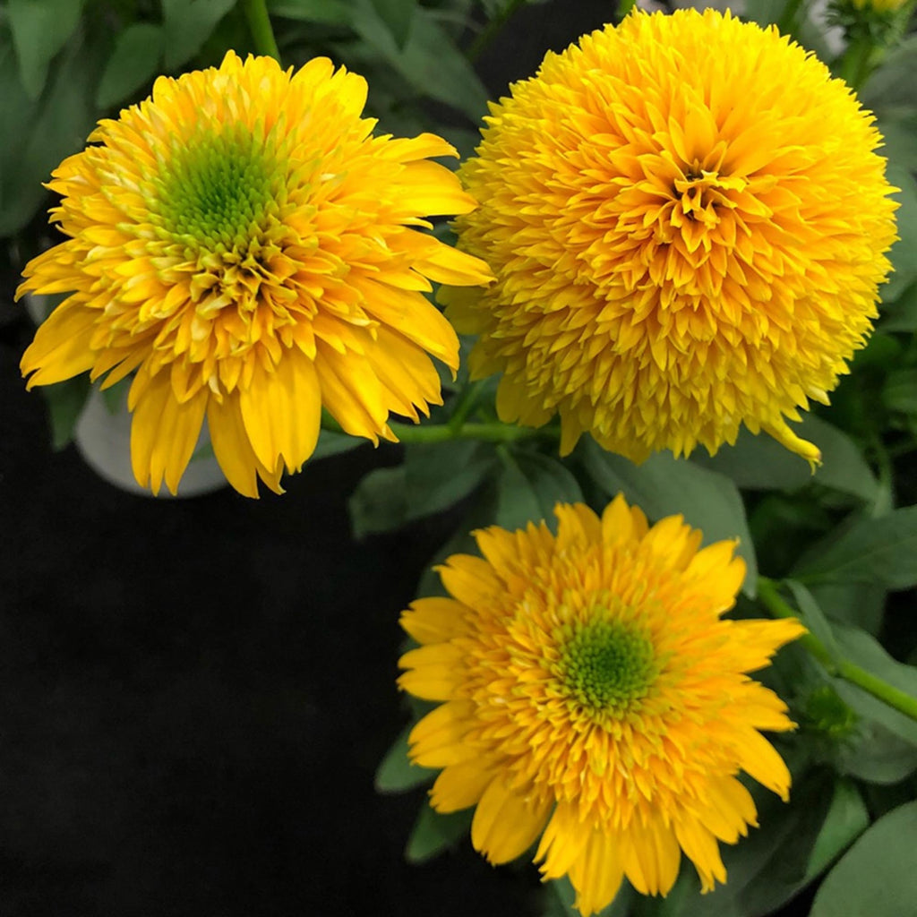 Cara Mia™ Yellow