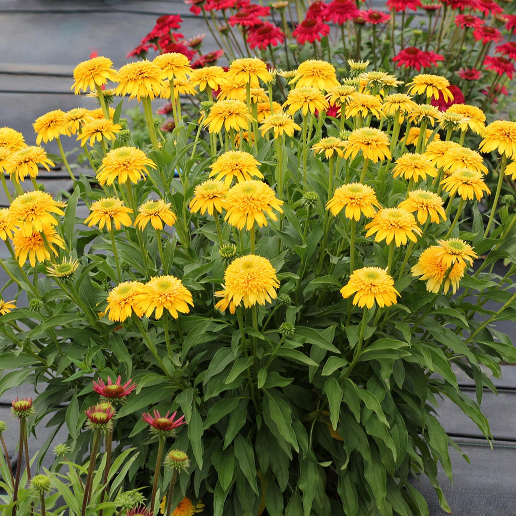 Cara Mia™ Yellow