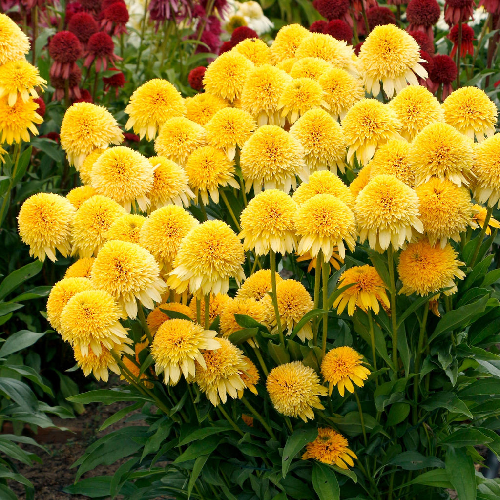 Cara Mia™ Yellow