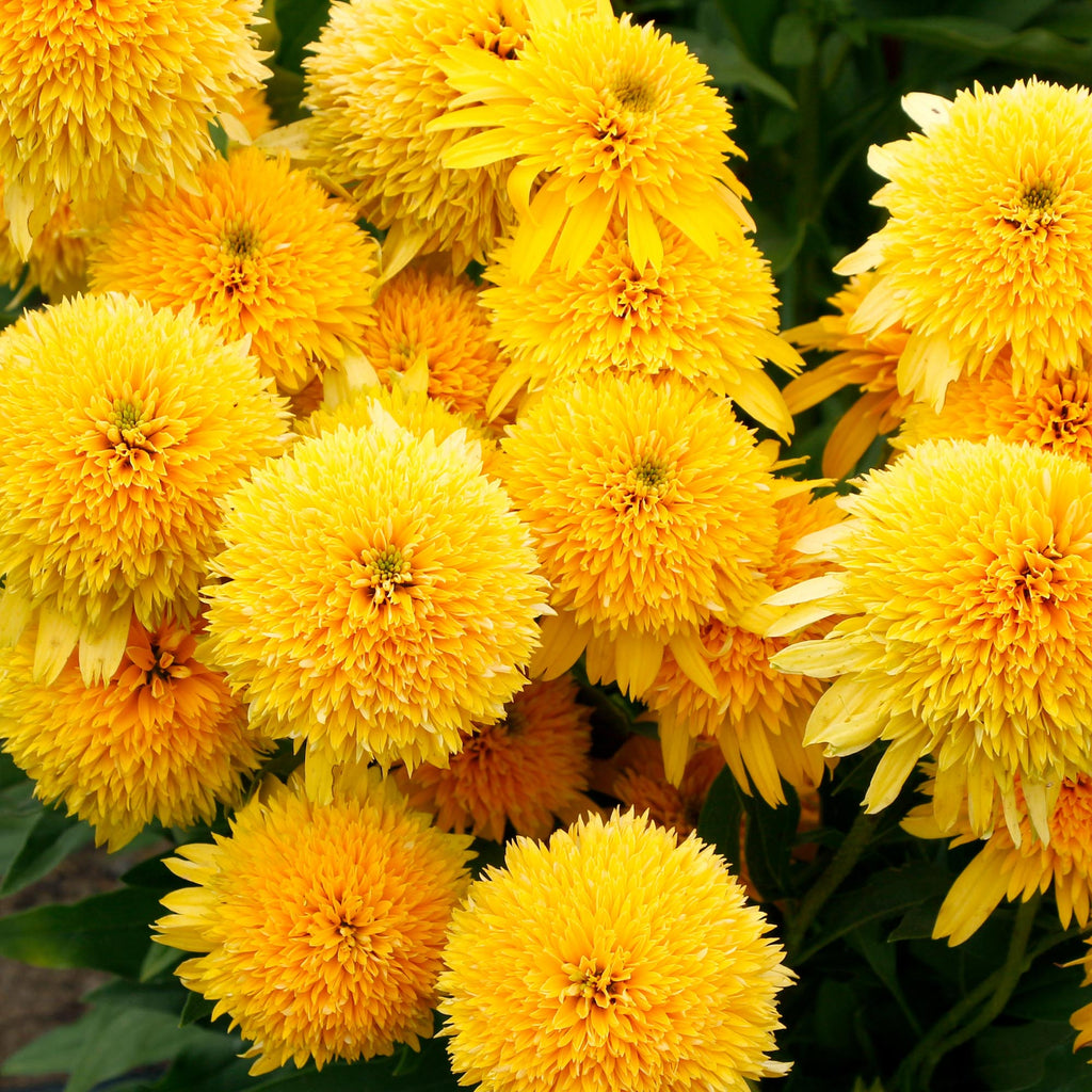 Cara Mia™ Yellow